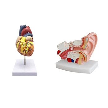 PPYY-1: 1 Модел на човешкото сърце, анатомично точно пресъздаване на сърцето и 1,5-кратна анатомическая модел на човешкото ухо, показва органи