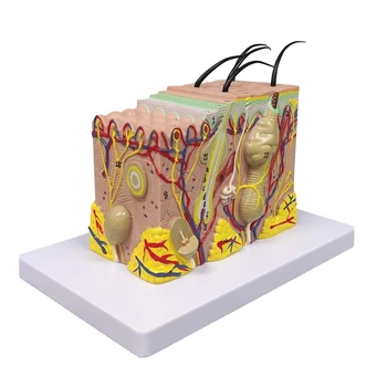 Модел на Кожата, Увеличена с 35 пъти Анатомическая Модел Анатомия За Проучване в Класа на Естествените Науки Дисплей Образователна Модел
