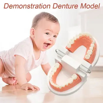 Наръчник Имитация на Практически Живот Стоматологично Обучение на стандартния Модел на Зъбите Модел на Зъбната Протеза ясен Дисплей Образование